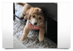Custom Design Your Own Edible 8x10 Image Toppers for Quarter Sheet Cakes