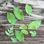 Custom Leaves for Flower Making on Edible Wafer Paper - Never Forgotten Designs