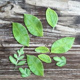 Custom Leaves for Flower Making on Edible Wafer Paper - Never Forgotten Designs