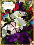 Colorful Edible Butterflies on Wafer Paper
